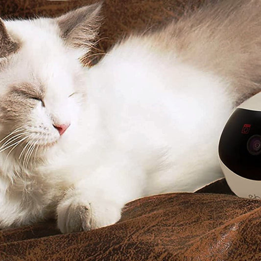 Companion Robot for Pets, Kids and Adult